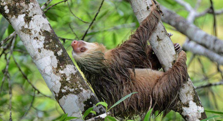 Qual è la durata della vita di un bradipo?
