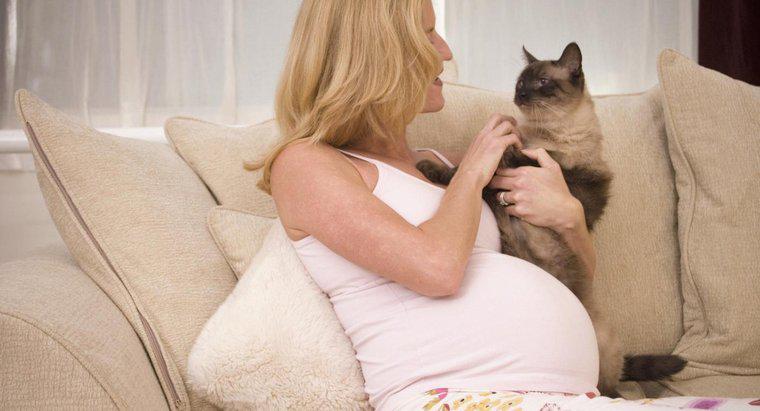Può la gravidanza di senso dei gatti negli esseri umani?