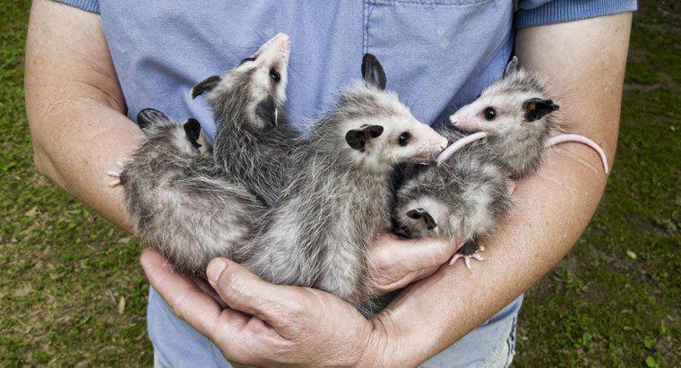 Quali sono le differenze tra Opossum e Possum?