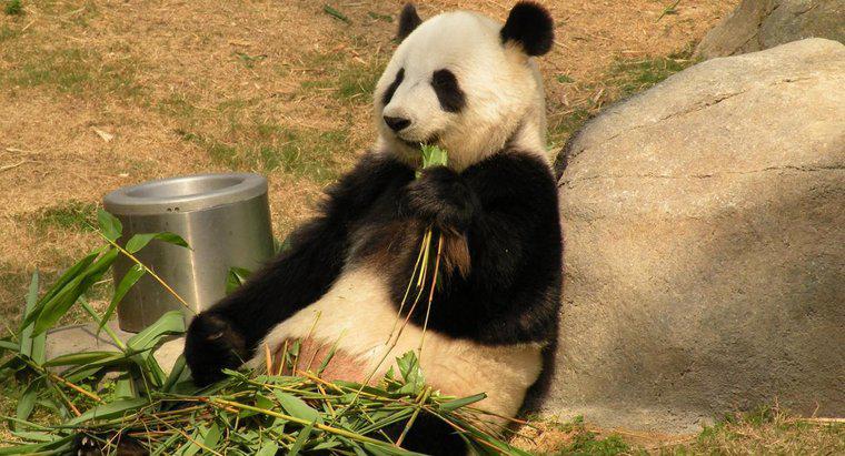 Quanto tempo vivono i panda giganti?