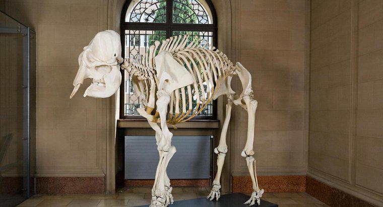 Quante ossa ci sono in uno scheletro di elefante africano?