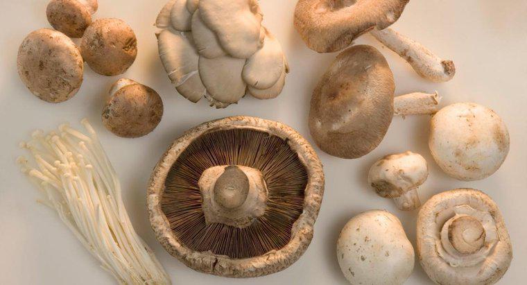 Quali sono i diversi tipi di funghi?
