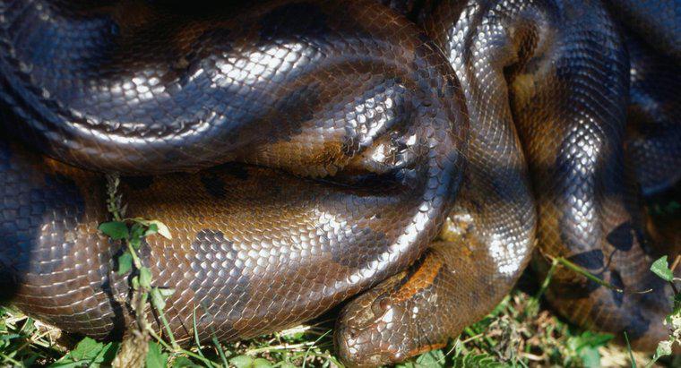 In che modo gli anaconda uccidono la loro preda?