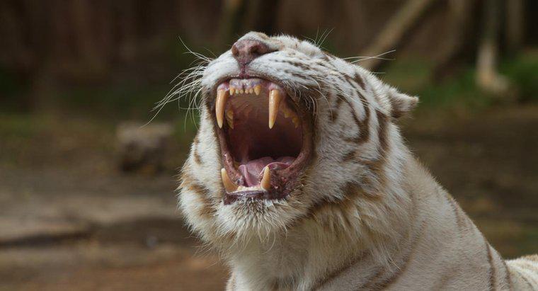 Cosa mangiano le tigri bianche?