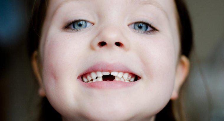 Qual è la funzione di un dente incisivo?