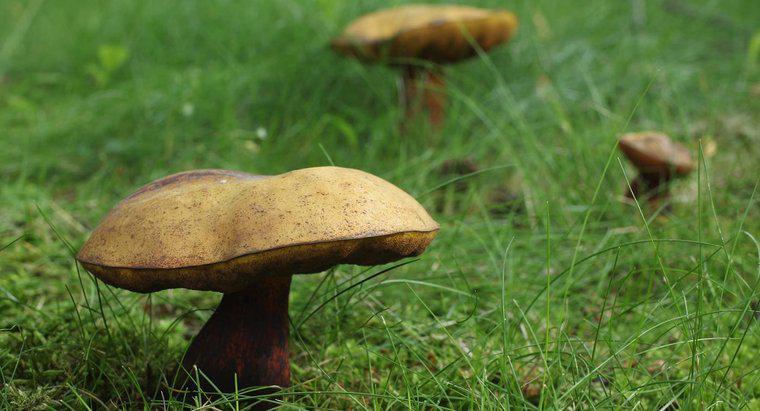 Qual è la classificazione scientifica dei funghi?