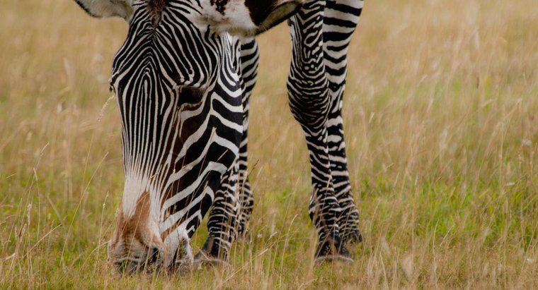 Cosa mangiano le zebre?