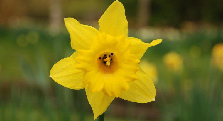Come e quando sollevi i bulbi daffodil?