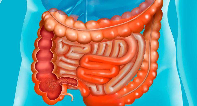 Quali sono i nomi delle parti dell'intestino tenue?