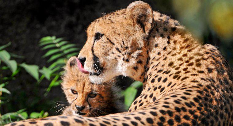 Come fanno i ghepardi a crescere i loro giovani?