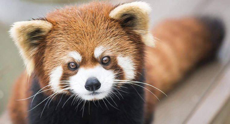 Quali sono alcuni fatti riguardo ai panda rossi?