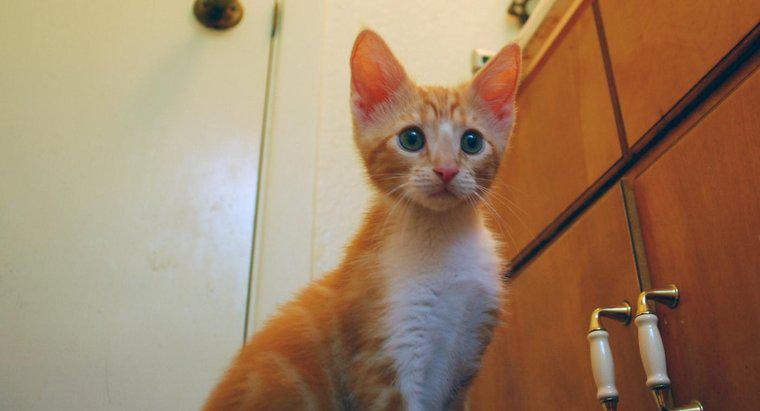 Quali sono alcuni nomi per i gattini arancioni?