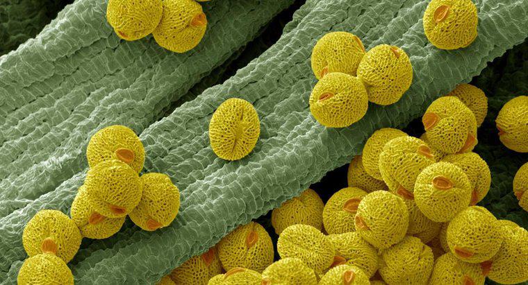 Qual è la funzione di una cellula pollinica?