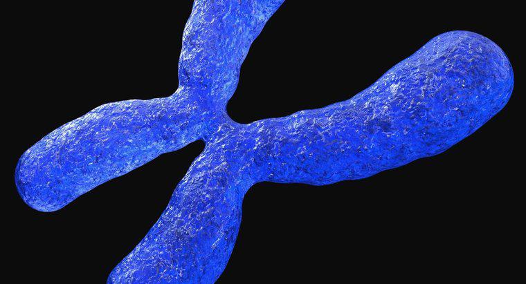 Perché i cromosomi sono importanti?