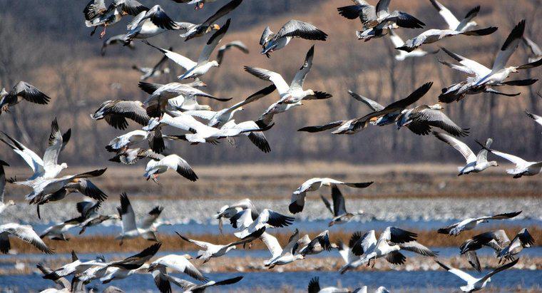Quali uccelli migrano in inverno?