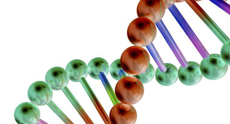 In che modo i geni sono correlati al DNA?