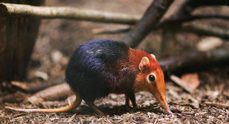 Qual è il più piccolo dei mammiferi sulla Terra?