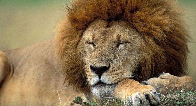 Cos'è l'habitat naturale di un leone?