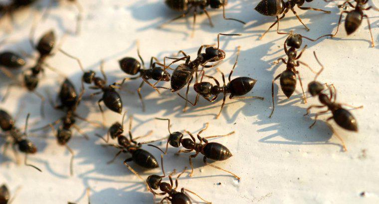 Come sbarazzarmi di Big Black Ants?