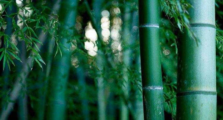 Quanto tempo ci vuole per coltivare il bambù?