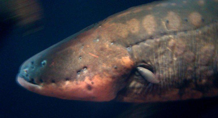 Quali predatori cacciano le anguille elettriche?
