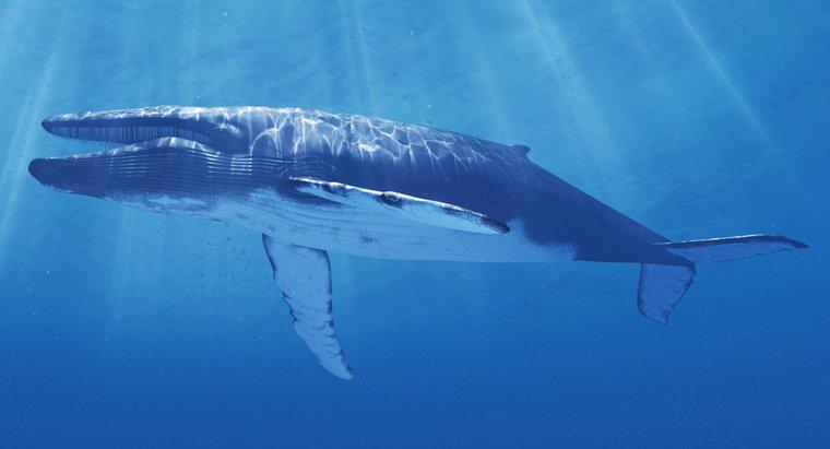 Cosa si fa per proteggere la balena blu dall'estinzione?