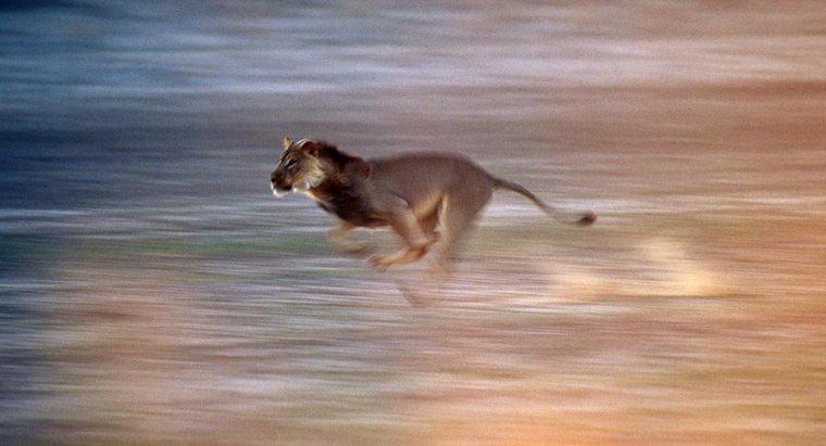 Quanto velocemente può correre un leone?