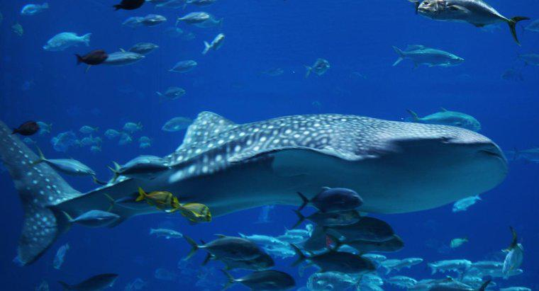 Uno squalo balena è più grande di una balena azzurra?
