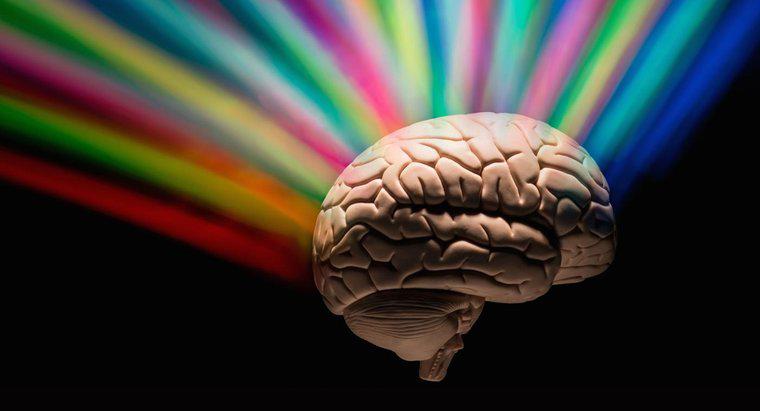 Quanta parte del cervello usano le persone?