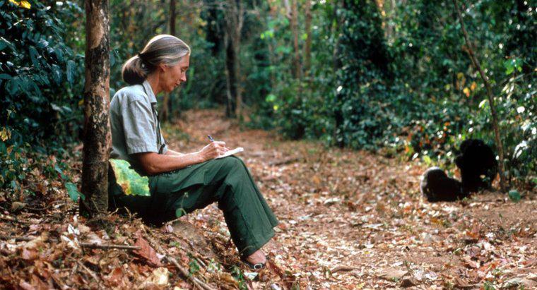 Quali sono alcuni fatti interessanti su Jane Goodall?