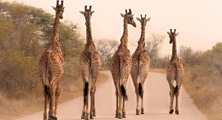 Perché le giraffe sono così alte?