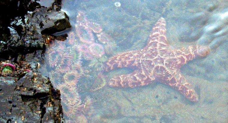 Dove sono state trovate le stelle marine?