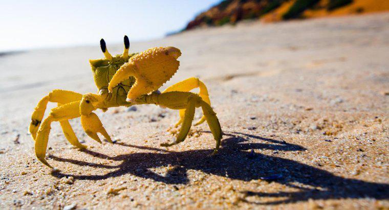 Come si adatta un granchio alla vita in riva al mare?