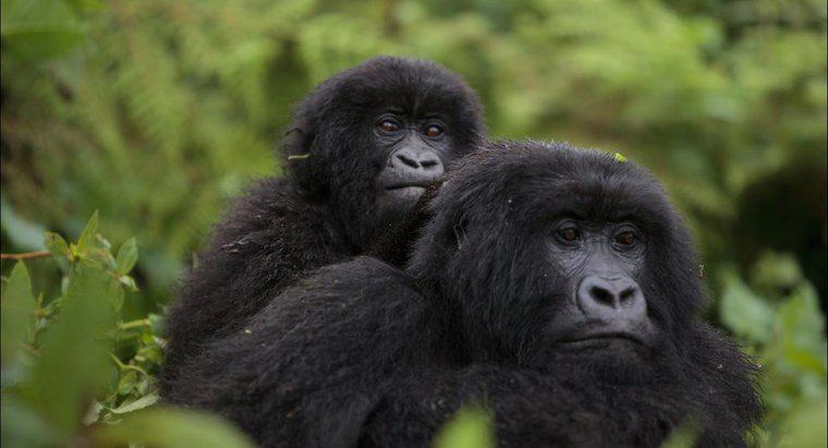 Come si chiama un gruppo di gorilla?