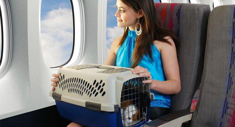 Quanto costano le compagnie aeree per il volo di un animale domestico?