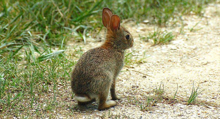 Come si chiama un coniglio femminile?