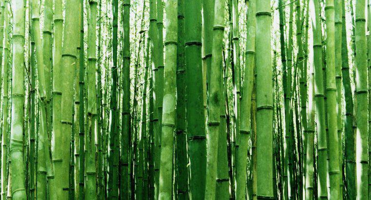 Qual è il modo migliore per tagliare il bambù?