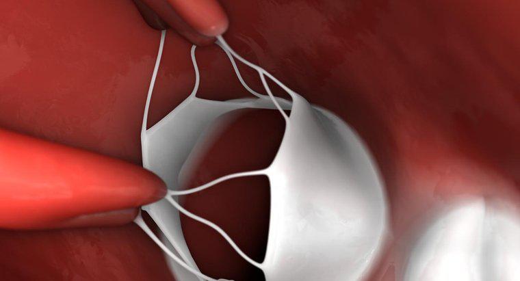 Qual è lo scopo delle valvole cardiache?