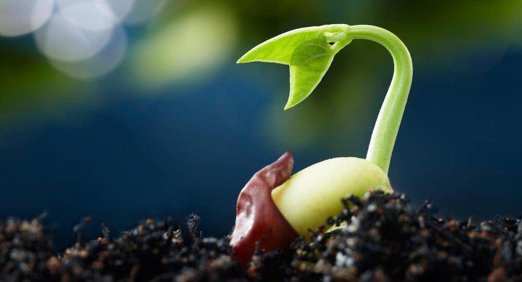 Quali sono le cinque fasi della germinazione dei semi?