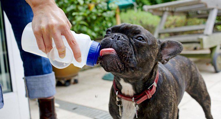 Quanto tempo può vivere un cane senza acqua?
