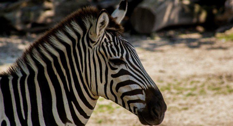 Quali due animali fanno una zebra?