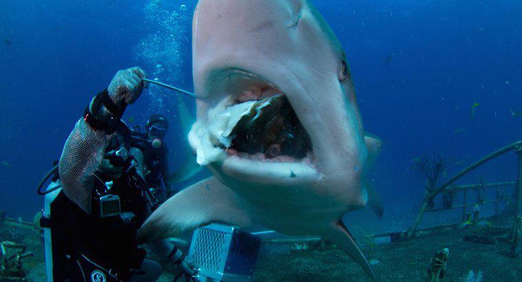 Cos'è una persona che studia gli squali chiamata?
