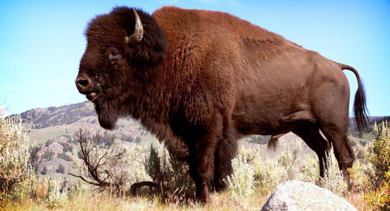 Cos'è chiamato un bufalo maschio?