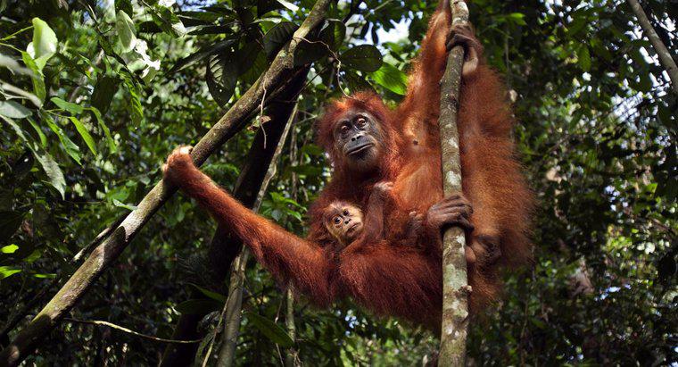 Cosa si fa per salvare l'orangutan?