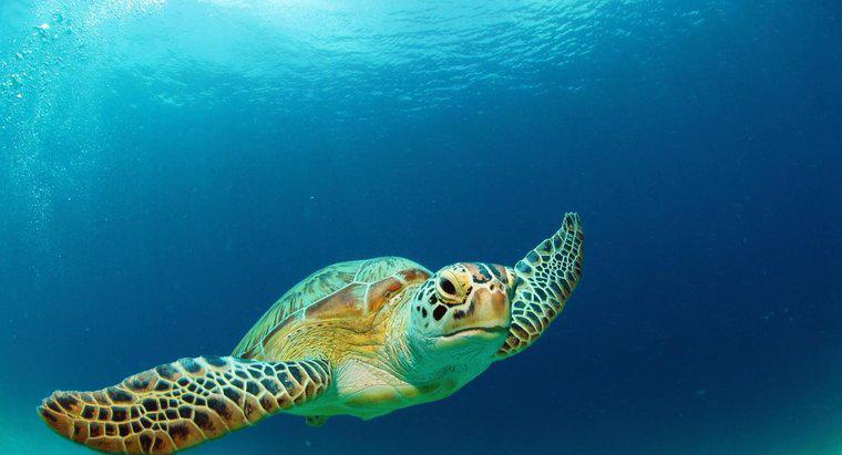 Che tipo di habitat ha la tartaruga verde?