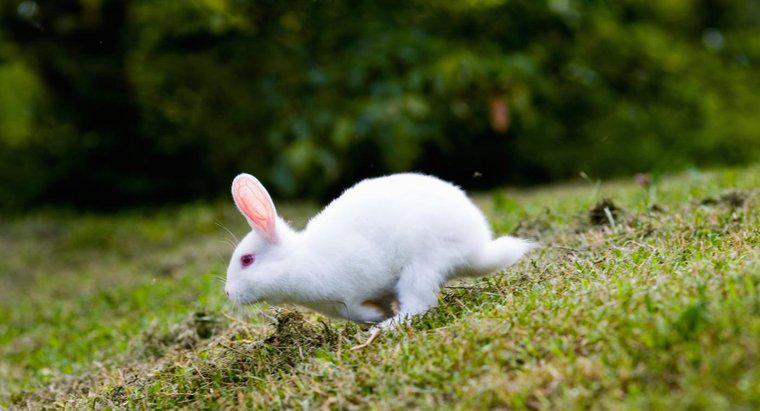 Quali piante da giardino sono velenose per i conigli?