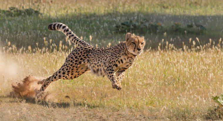 Uno struzzo è più veloce di un ghepardo?