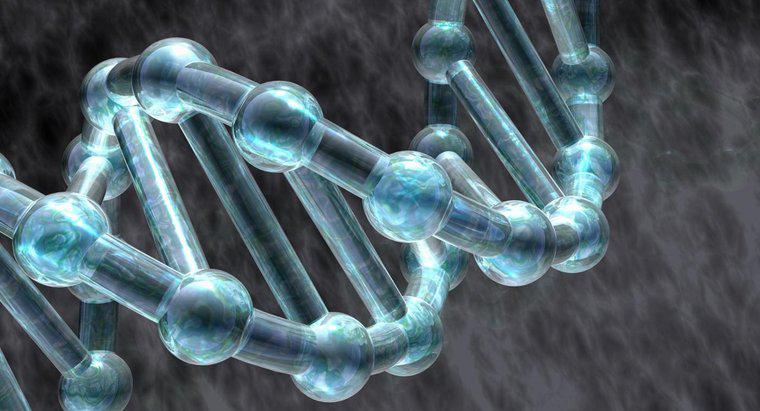 Quali ruoli svolgono le proteine ​​nella replica del DNA?