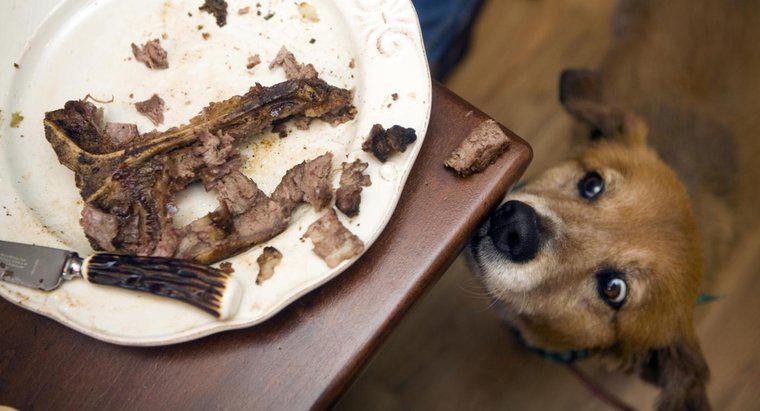 Posso dare al mio cane un osso di bistecca?