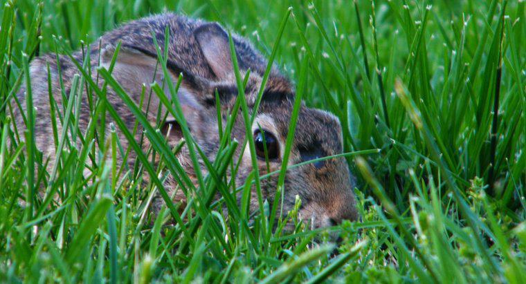 Perché i conigli fanno i buchi nei prati e nei giardini?